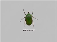 藏品(臺灣扇角金龜)的圖片